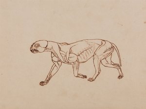 Esposizione anatomica comparativa della struttura del corpo umano con quella di una tigre e un co...